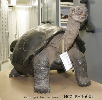 Media type: image; Herpetology R-46601